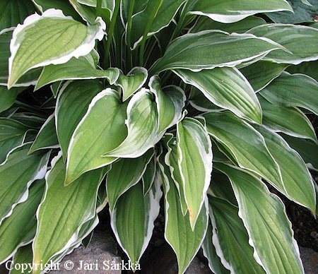 Hosta Tarhafunkia-Ryhm 'Groundmaster', jalokuunlilja
